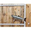 Image 1 : FAT 40" King Salmon Real Skin Fish Taxidermy