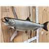 Image 2 : FAT 40" King Salmon Real Skin Fish Taxidermy