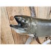 Image 3 : FAT 40" King Salmon Real Skin Fish Taxidermy
