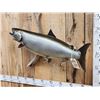 Image 4 : FAT 40" King Salmon Real Skin Fish Taxidermy