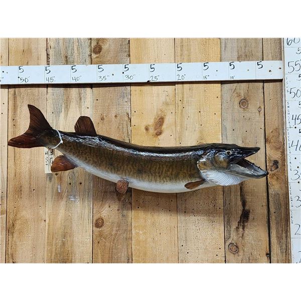 47" Muskie Real Skin Fish Taxidermy