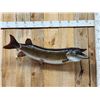 Image 1 : 47" Muskie Real Skin Fish Taxidermy