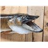 Image 2 : 47" Muskie Real Skin Fish Taxidermy