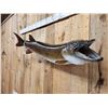 Image 3 : 47" Muskie Real Skin Fish Taxidermy