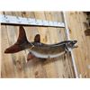 Image 4 : 47" Muskie Real Skin Fish Taxidermy