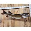 Image 5 : 47" Muskie Real Skin Fish Taxidermy