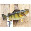Image 2 : 12" Perch Real Skin Fish Taxidermy