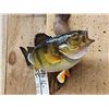 Image 3 : 12" Perch Real Skin Fish Taxidermy