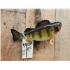 Image 4 : 12" Perch Real Skin Fish Taxidermy