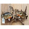 Image 2 : Two 10" Bluegill Real Skin Fish Taxidermy