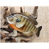 Image 3 : Two 10" Bluegill Real Skin Fish Taxidermy