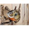 Image 4 : Two 10" Bluegill Real Skin Fish Taxidermy