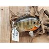 Image 5 : Two 10" Bluegill Real Skin Fish Taxidermy
