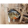 Image 6 : Two 10" Bluegill Real Skin Fish Taxidermy