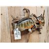 Image 7 : Two 10" Bluegill Real Skin Fish Taxidermy