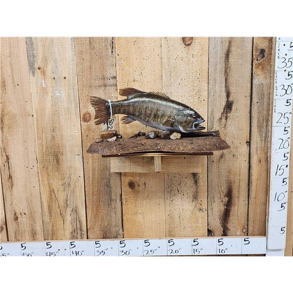 BIG 22" Largemouth Bass Real Skin Fish Taxidermy
