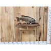 Image 1 : BIG 22" Largemouth Bass Real Skin Fish Taxidermy