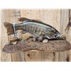 Image 2 : BIG 22" Largemouth Bass Real Skin Fish Taxidermy