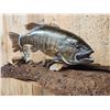 Image 3 : BIG 22" Largemouth Bass Real Skin Fish Taxidermy