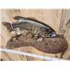 Image 4 : BIG 22" Largemouth Bass Real Skin Fish Taxidermy