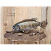 Image 5 : BIG 22" Largemouth Bass Real Skin Fish Taxidermy