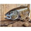 Image 6 : BIG 22" Largemouth Bass Real Skin Fish Taxidermy