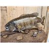 Image 7 : BIG 22" Largemouth Bass Real Skin Fish Taxidermy
