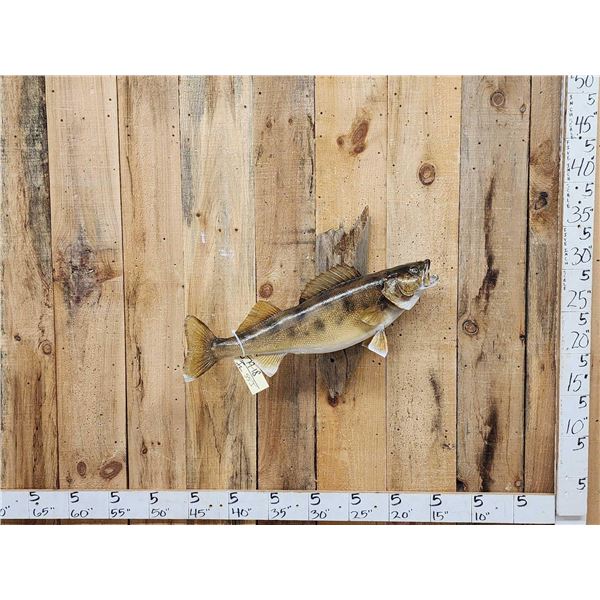 33" Walleye Real Skin Fish Taxidermy