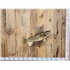 Image 1 : 33" Walleye Real Skin Fish Taxidermy