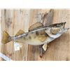 Image 2 : 33" Walleye Real Skin Fish Taxidermy