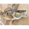 Image 3 : 33" Walleye Real Skin Fish Taxidermy