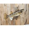 Image 4 : 33" Walleye Real Skin Fish Taxidermy