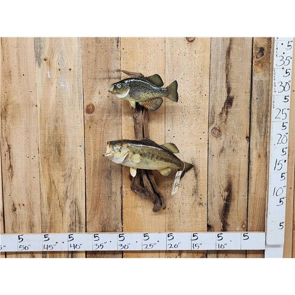 21" Largemouth Bass & 14" Crappie Real Skin Fish Taxidermy