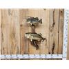 Image 1 : 21" Largemouth Bass & 14" Crappie Real Skin Fish Taxidermy
