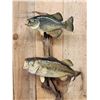 Image 2 : 21" Largemouth Bass & 14" Crappie Real Skin Fish Taxidermy