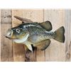 Image 3 : 21" Largemouth Bass & 14" Crappie Real Skin Fish Taxidermy