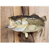 Image 4 : 21" Largemouth Bass & 14" Crappie Real Skin Fish Taxidermy