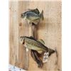 Image 5 : 21" Largemouth Bass & 14" Crappie Real Skin Fish Taxidermy