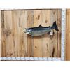 Image 1 : 36" King Salmon Real Skin Fish Taxidermy