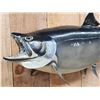 Image 2 : 36" King Salmon Real Skin Fish Taxidermy