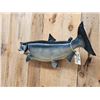 Image 4 : 36" King Salmon Real Skin Fish Taxidermy
