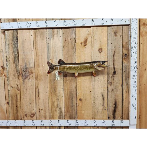 34" Northern Pike Real Skin Fish Taxidermy