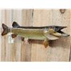 Image 2 : 34" Northern Pike Real Skin Fish Taxidermy