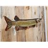 Image 3 : 34" Northern Pike Real Skin Fish Taxidermy