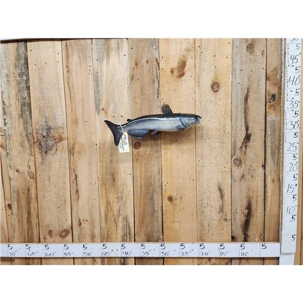 24" Catfish Real Skin Fish Taxidermy
