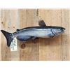 Image 2 : 24" Catfish Real Skin Fish Taxidermy