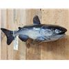 Image 3 : 24" Catfish Real Skin Fish Taxidermy