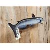 Image 4 : 24" Catfish Real Skin Fish Taxidermy