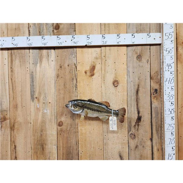 20" Largemouth Bass Real Skin Fish Taxidermy