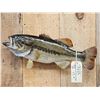 Image 2 : 20" Largemouth Bass Real Skin Fish Taxidermy